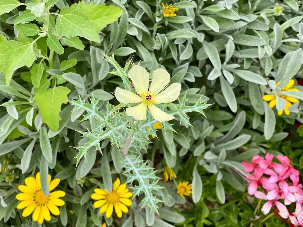 Serendipia Natural Social Club פארק נופש ארונה